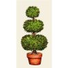 Hester & Cook Party Diy | Topiary Guest Napkin Set