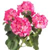 CRI Floral Decor | Geranium Bundle, Dark Pink