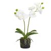 Two's Company Spring | White Butterfly Orchid
