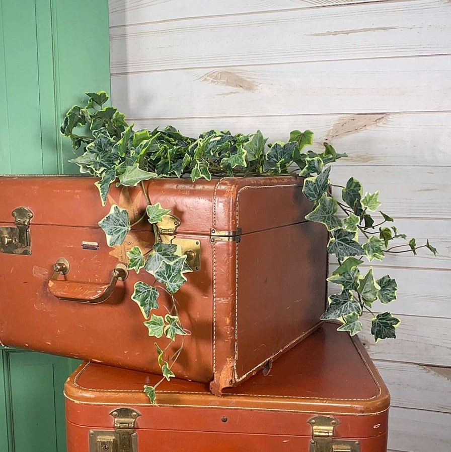 CRI Floral Decor | Large Variegated Ivy